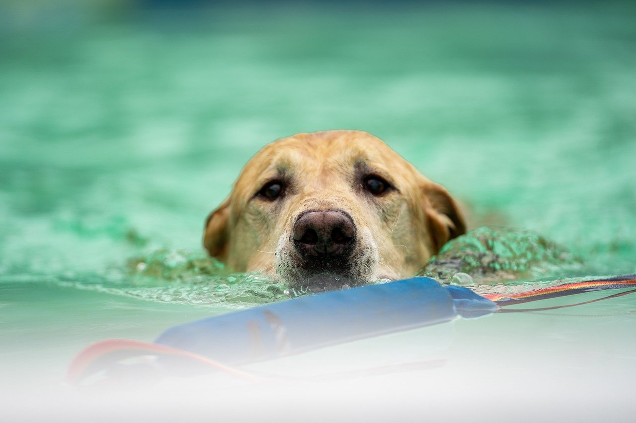 pensacola pool design ideas